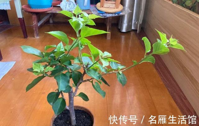 花盆|夏季养这三种花，用小盆更容易度夏，秋凉后疯长