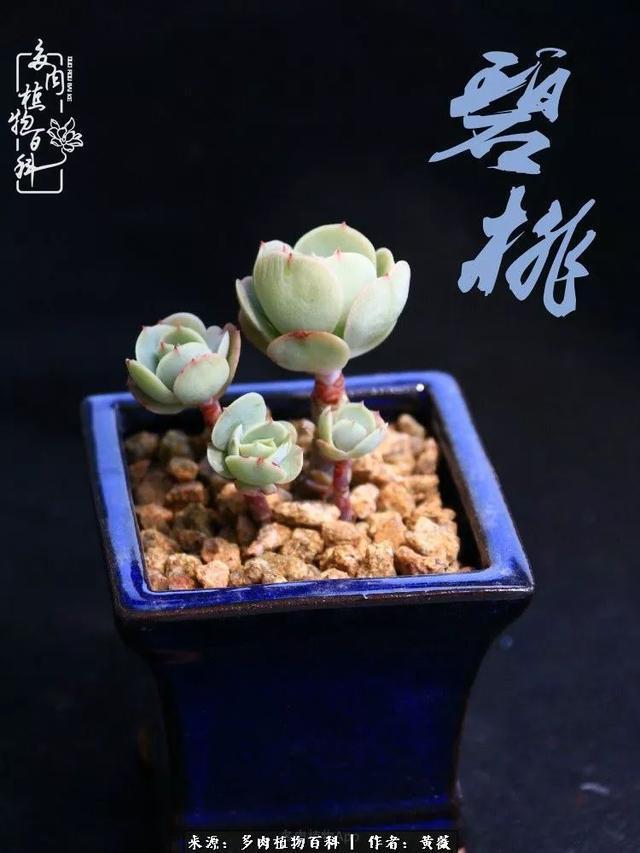 养了三年多肉，终于明白佛系养肉才是王道！