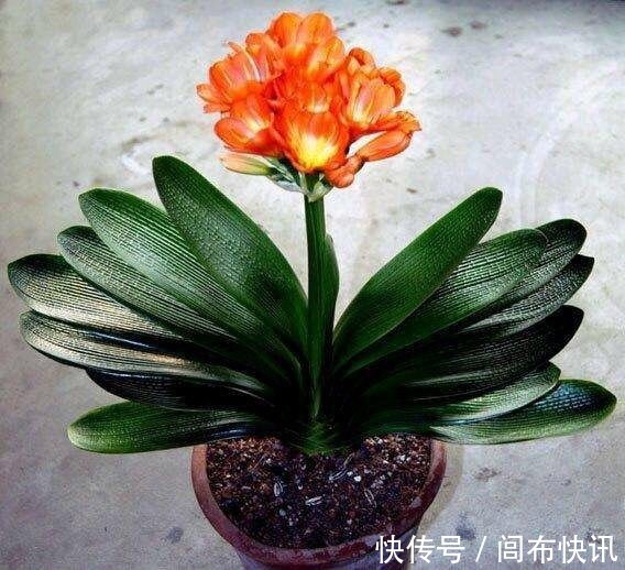 养君子兰,了解4个“原则”,新叶整齐、翠绿,入冬长出花箭