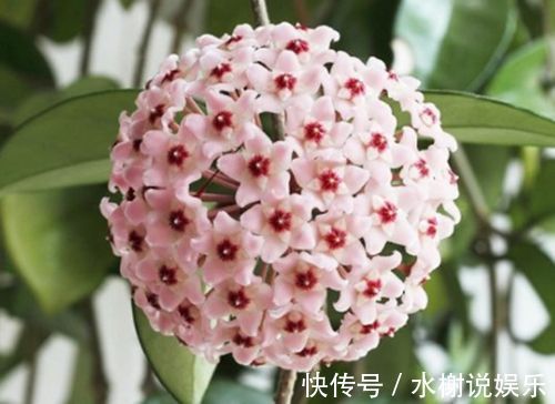 兰花|3种兰花,人称“天然香水”,比茉莉更香,比绿萝好养,飘香十里