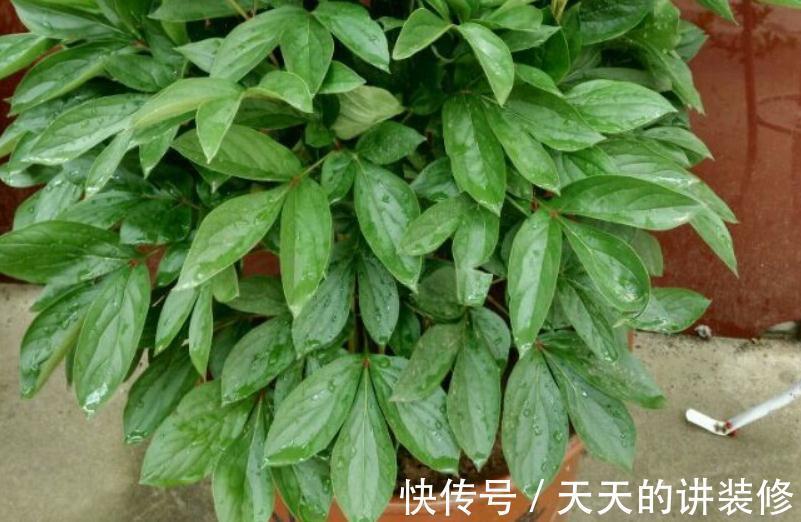 芍药盆栽该做好哪些事情?