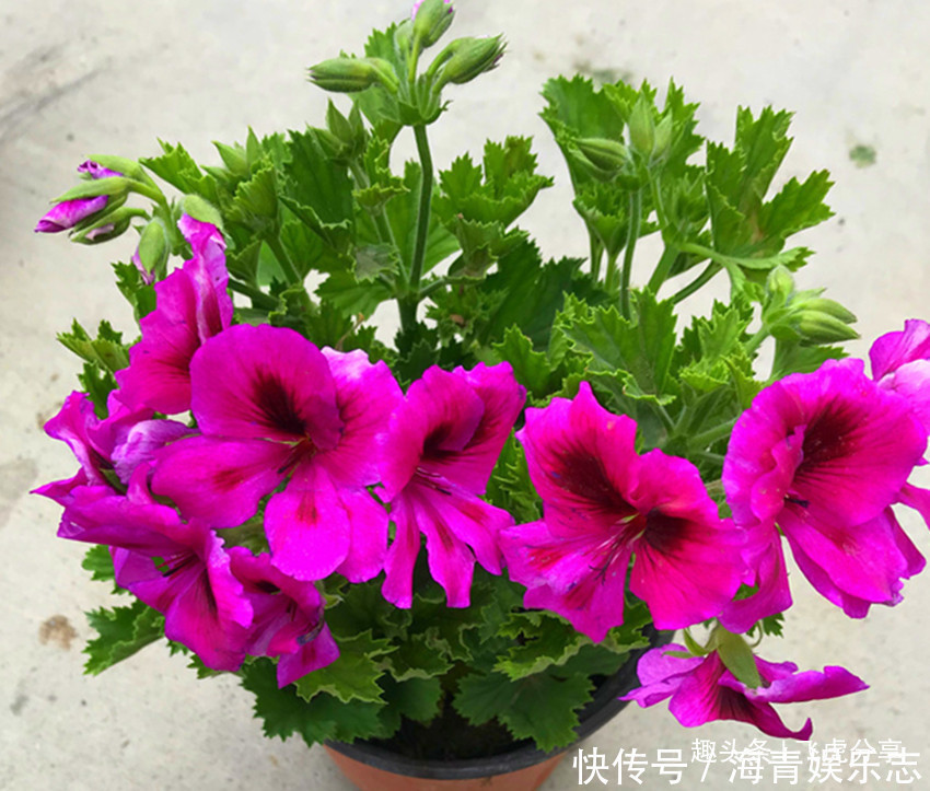 爆盆|三种花一年能开10个月，开花就爆盆，华丽高雅懒人花，养花首选
