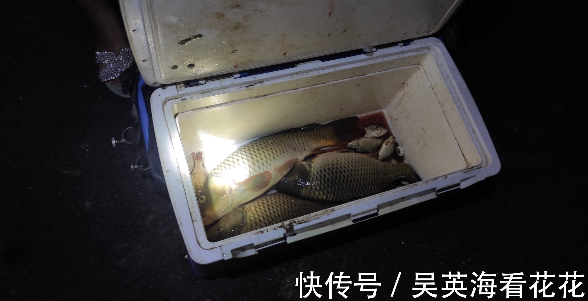 秋季野钓鲤鱼的秘密，用得好大鲤鱼排队咬钩，用不好只能钓鲫鱼