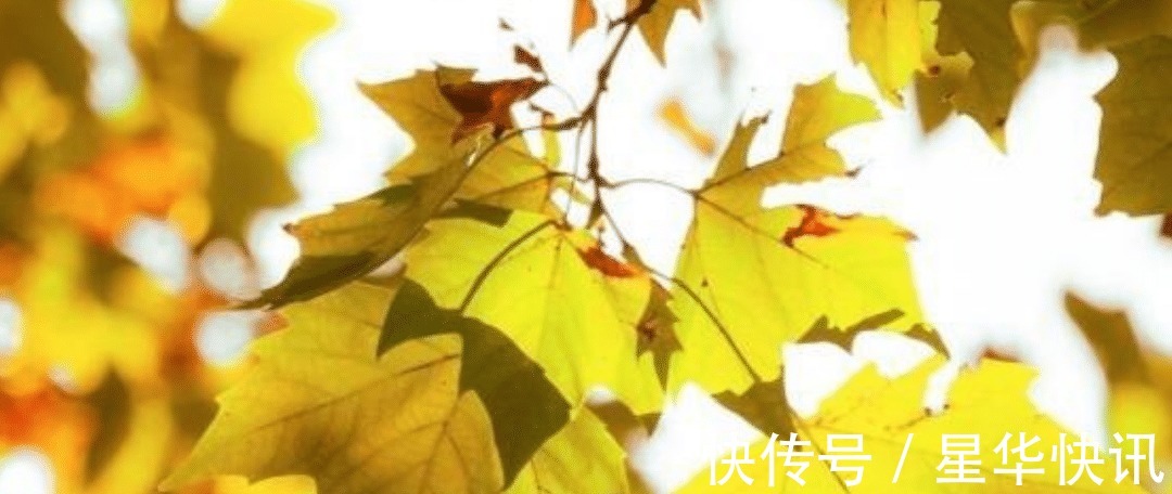 文化苦旅#余秋雨最肉麻一首诗,少年用来表白,中年才懂得其真正含义