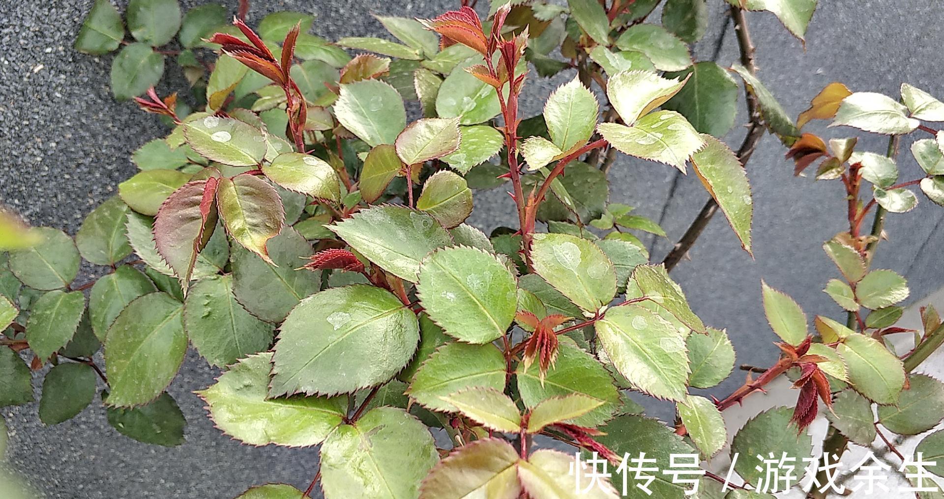 家有小院,用几种植物打造花墙,从春美到秋