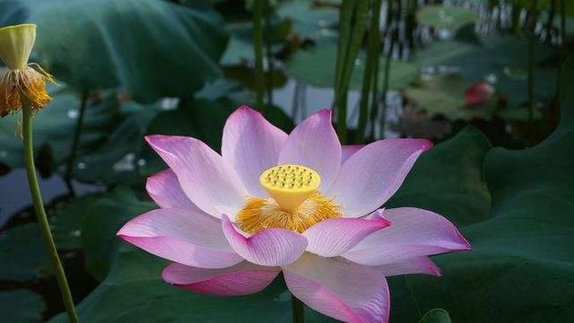 诗词|诗词:解道乡愁何处是，和风吹雨湿桃花