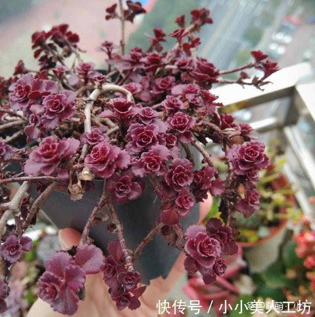 小球|小球玫瑰的逆袭,一年里开枝散叶