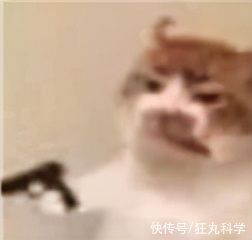 长颈狗|全球的猫都想屏蔽这个日本人,他到底做了多少沙雕手办?