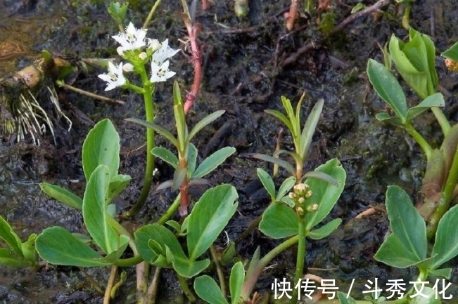 安眠药|乡下一种怪草，人吃了就想睡觉，人称“醉草”，治疗失眠很管用