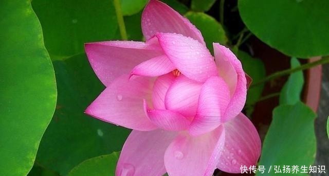 茉莉花|什么样的人就喜欢什么样的花,这几种花家里养,那就是怎么样的人!