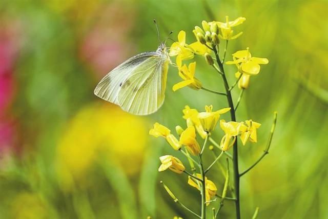 深圳原来就是一个“花花的世界”，你还不出门赏花就out了|深晚荐读 |深圳原来就是一个“花花的世界”，你还不出门赏花就out了\＂,\＂i12\＂:\＂深晚荐读