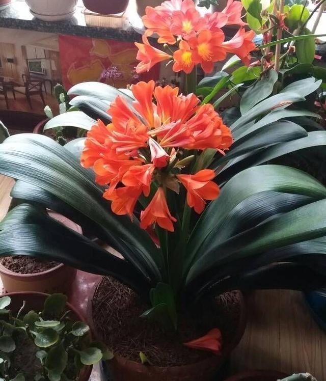 事情|君子兰做好这3件“小事情”,不怕没花赏,叶肥厚油亮数量多