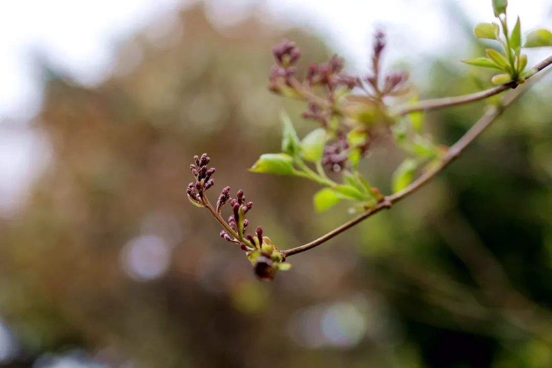 春雨初歇，蓬莱阁赏花正当时！