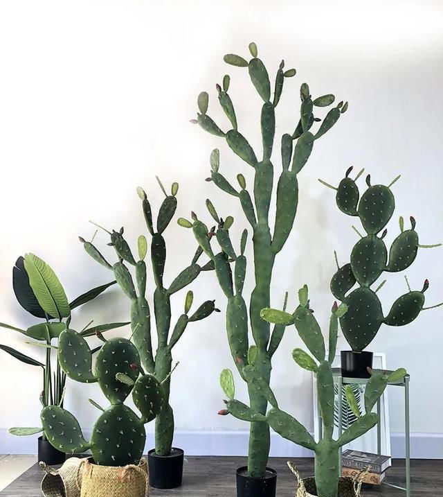 5种花喜欢沙质土,花盆里面添把沙子,苗肥根壮