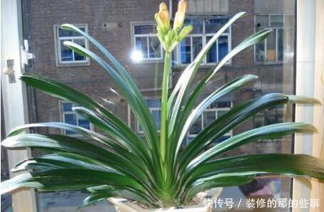 发财树|天凉后,君子兰浇上养根水,长出格格叶,一窜3箭花,超好用