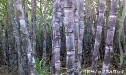 上火|吃甘蔗到底是去火还是上火?好多人理解错了,快看看吧!