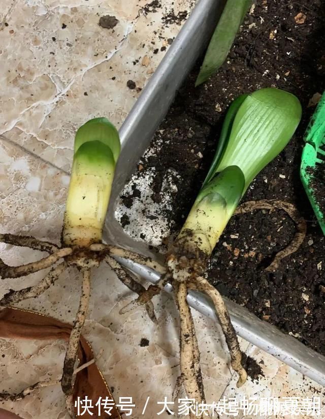 根系|3种花不用扦插,掰下来就能活,1盆变10盆,懒人也能养