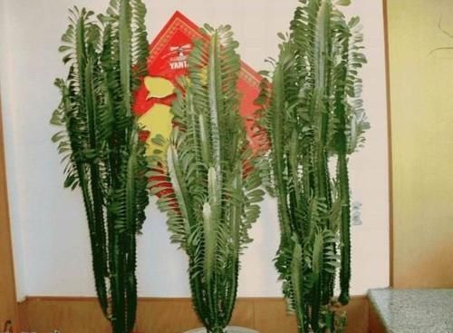 量天尺|能长到2米的一种花,养在家里寓意好,你认识吗