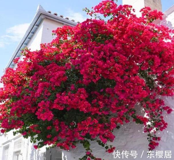 长势|秋天三角梅长出花苞后,两处修剪是重点,做好了花量翻倍