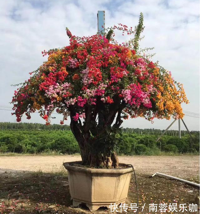 银杏银杏|对花有一种特殊的情怀，能养几十年的花，养1盆当传家宝！