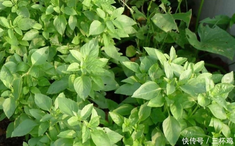 天然的“阿司匹林”食物!每天吃一点,疏通血管,预防血栓