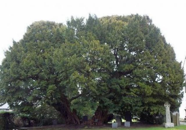 地球上5棵超大树木：美国一棵红杉重2800吨，我国这棵独占8.6亩地