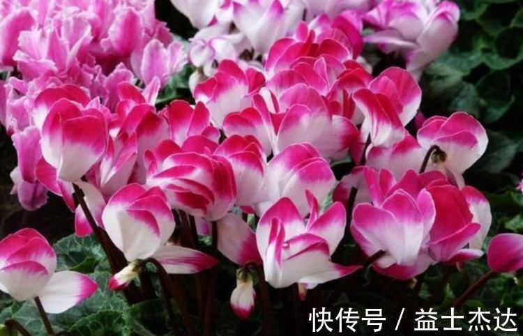 4种花爱开花，阳台养几盆，一次开放100朵，开花“红又旺”