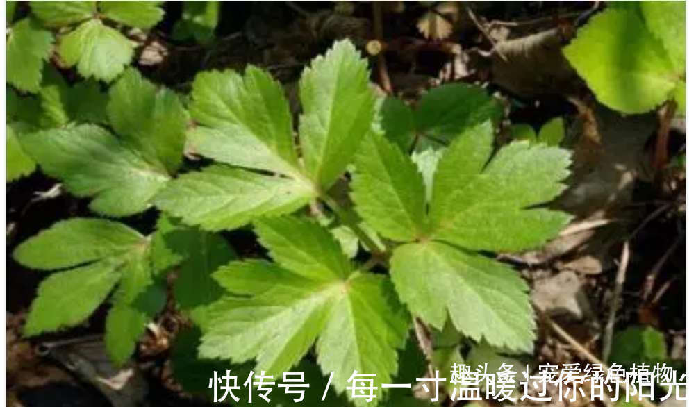 小花|人称“长寿草”,能“解毒,降三高”,家里种1盆,常吃身体好!