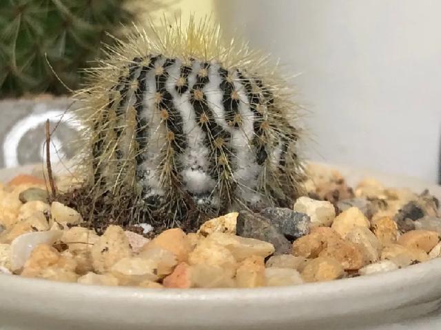 雨水|10种不能淋雨的花，淋完雨就死，盆栽养花注意事项