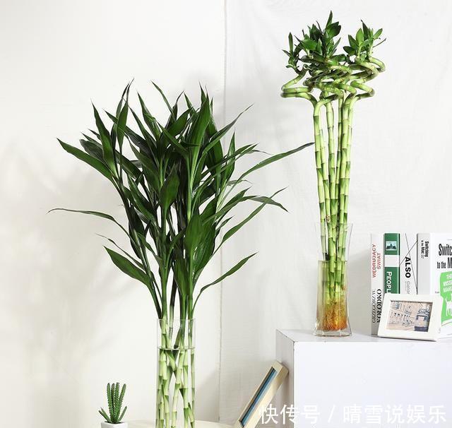 富贵竹不生根一种“液体”泡10天,冒出一圈小白根,越长越精神