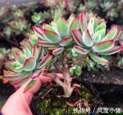 浇水|温度低多肉不生长?给它做4步,反而养出“美肉肉”,直接出状态
