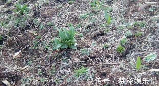 阴沟|农村阴沟中常见野草,治多年“脚气”有良效,已经有人用来赚钱