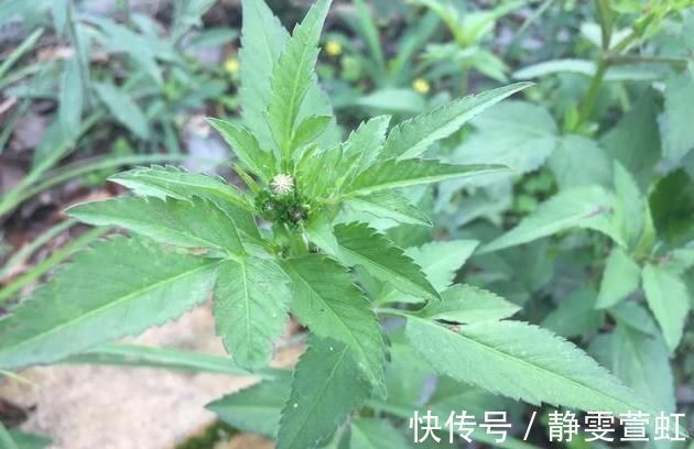 野草|农村的野草，被称为“害草”，殊不知价值珍贵，消炎解毒效果好