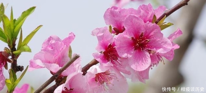 课本|白居易入选课本最多的一首诗,通篇写得很是简练,但却充满了哲理