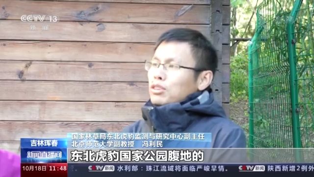 梅花鹿|记者探访东北虎豹国家公园 神秘森林再现“群鹿图”