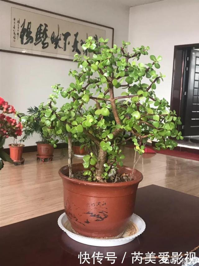 人养花,花也养人,这15种花,越养家里越干净