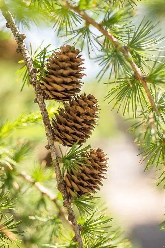  太美|松树开花，见过吗？太美了！