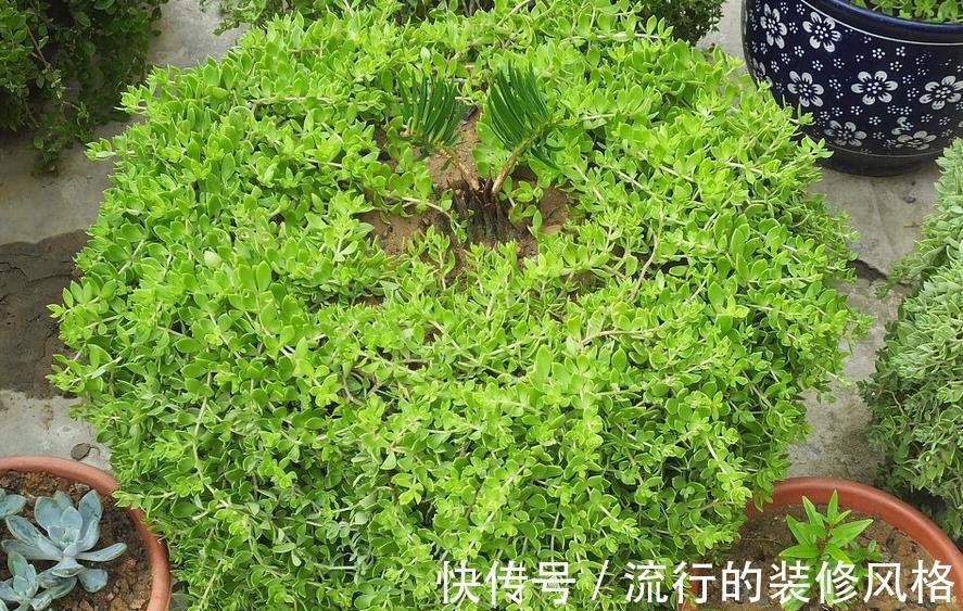 枝条|此种植物,易得还好养,最主要还好看,值得拥有