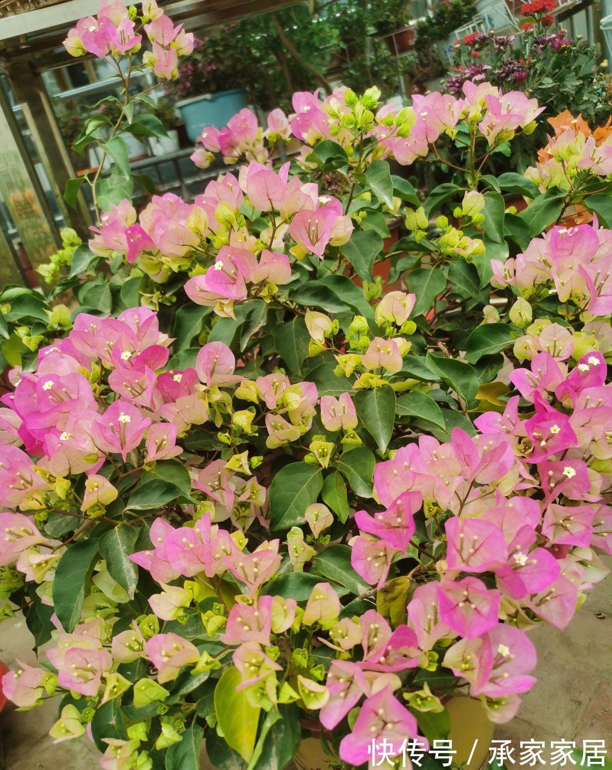 太阳花|5种漂亮花，一年能开200天，越热开的越猛，花朵蕾蕾满阳台