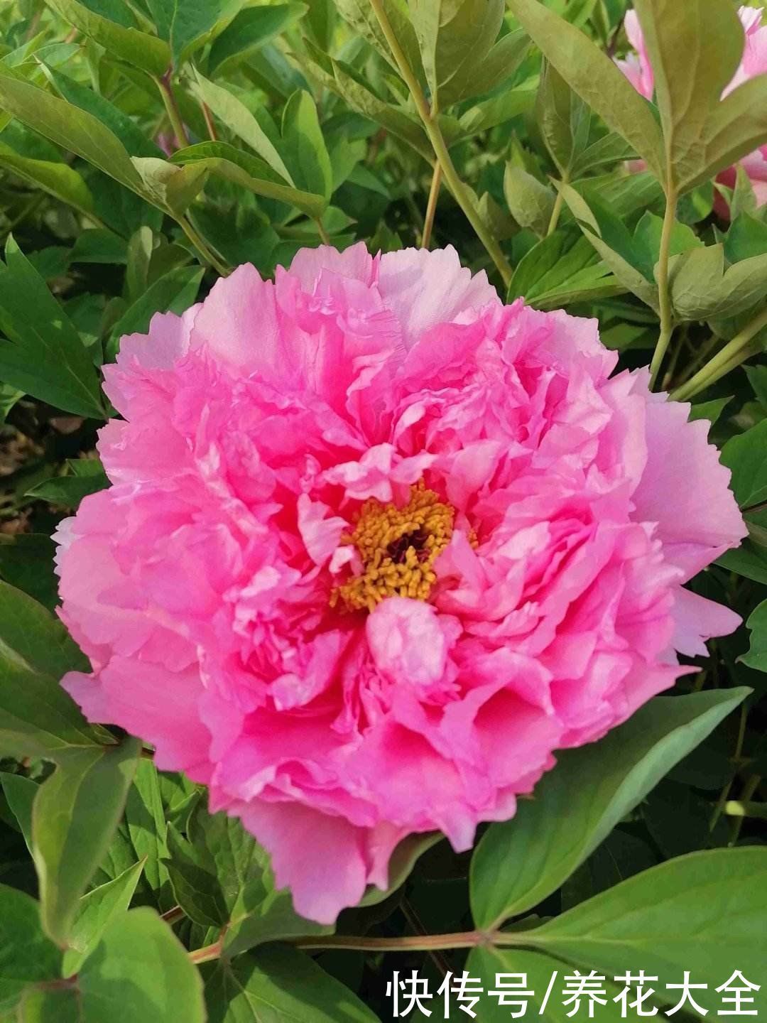 投资|3种花适合投资,养得越久越值钱,还能养成传家宝