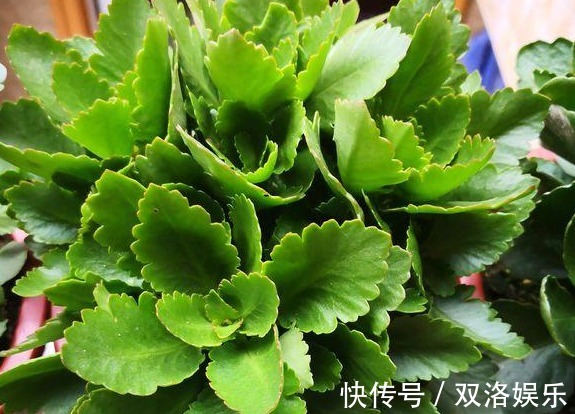 长寿花不油绿，3个方法“妙解决”，叶子油绿呼呼长，秋后猛开花