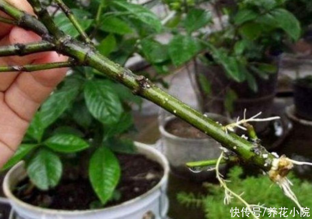 生根剂不用买，3种小东西做成生根水，也能使插穗快速生根
