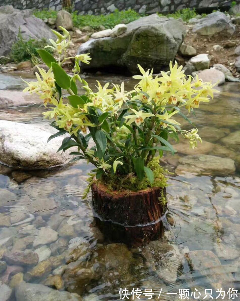 4种“杀菌花”,冬天养几盆,清香漂亮,空气清新,家里人少生病