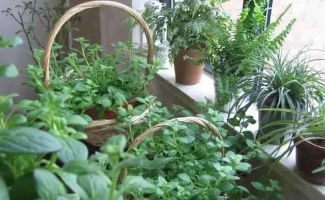 胡大妈|胡大妈养“兰花”,用一种令人厌恶的“营养液”,1盆养成20盆