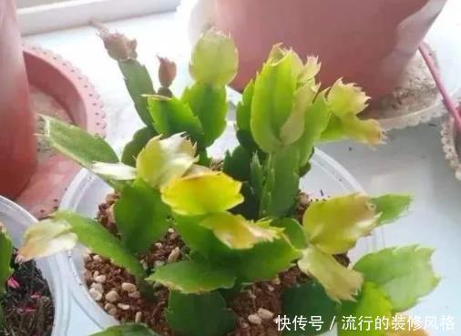 蟹爪兰叶片蔫了不恢复?及时“亡羊补牢”还不晚,但要掌握好技巧