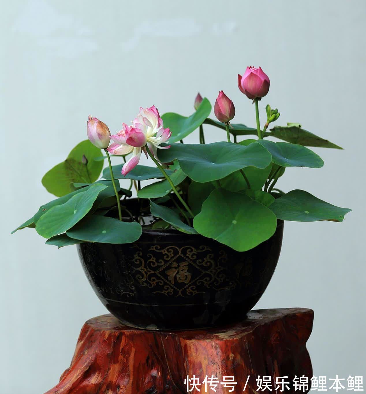 技巧|新人挑盆栽没经验,难免会入坑,趁早学会这6个技巧不踩雷