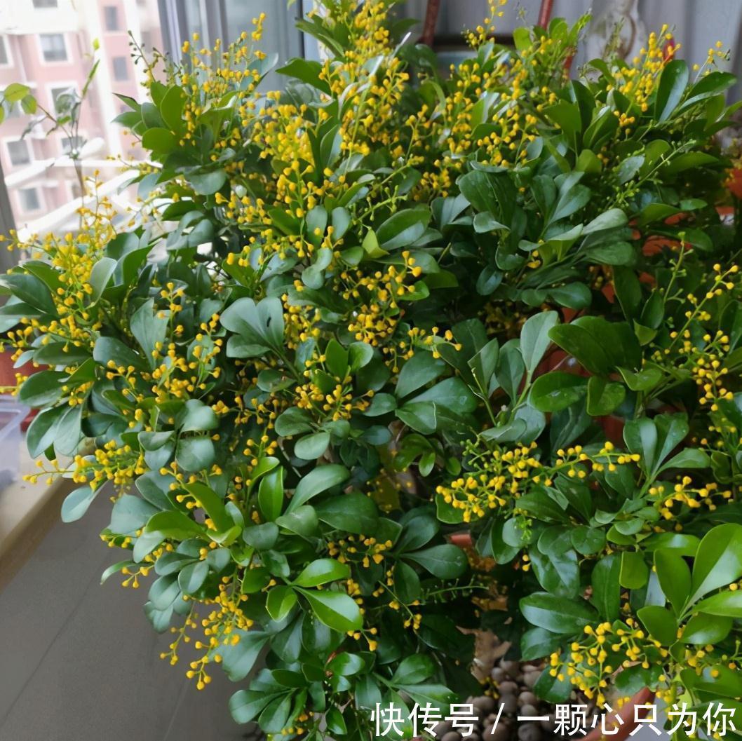 公认好养的5种花,能活一百年,开花吉利带仙气,越养越值钱