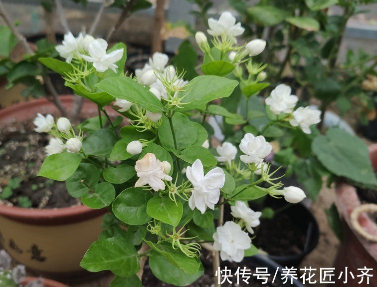 叶片|5种漂亮花四季开花，晒得越狠，长得越好，开花越多，缺光难养好