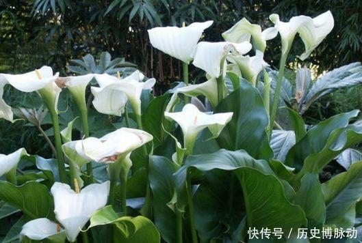 很爱开花的几种花卉,一养就花开满盆,好养易活颜值高