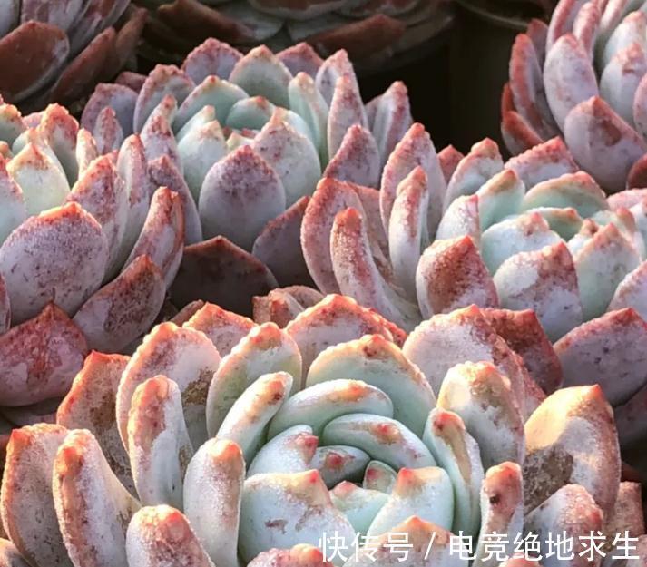 最美多肉植物橙梦露暴力控养技术